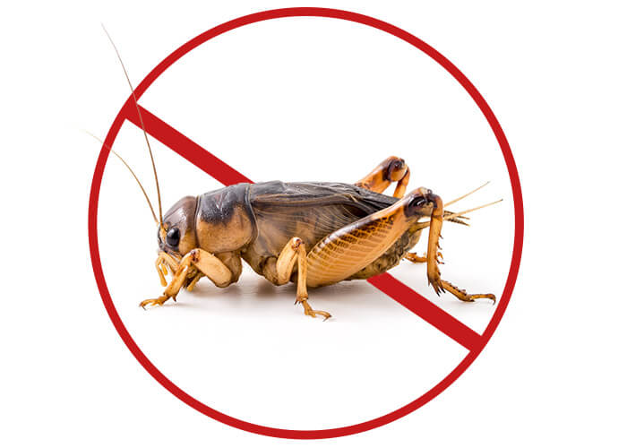 Keine Insekten