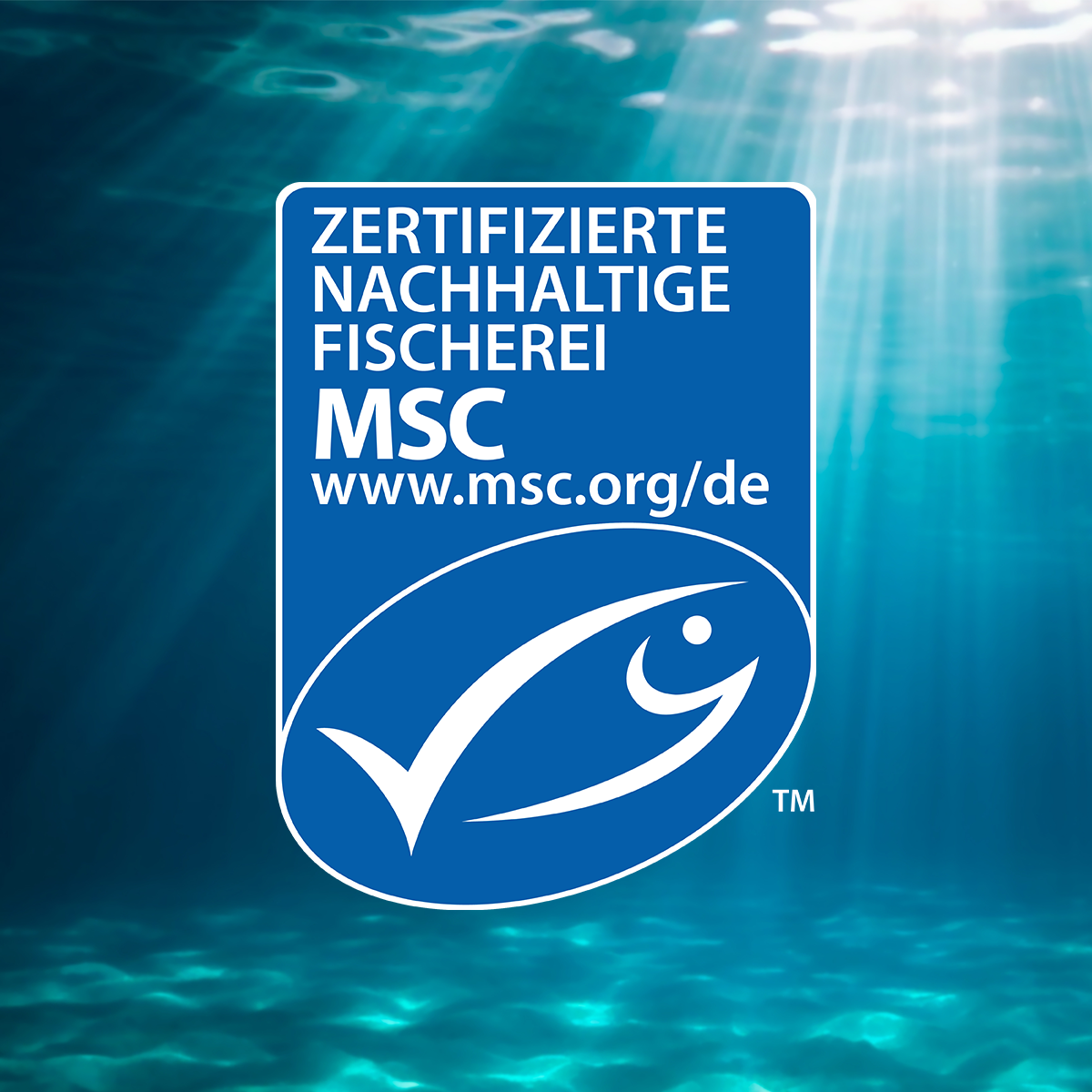 Heringsfilet-Sparpaket